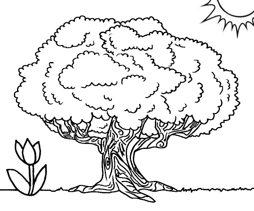 Раскраска Самое большое дерево баобаб . Контуры дервеьев