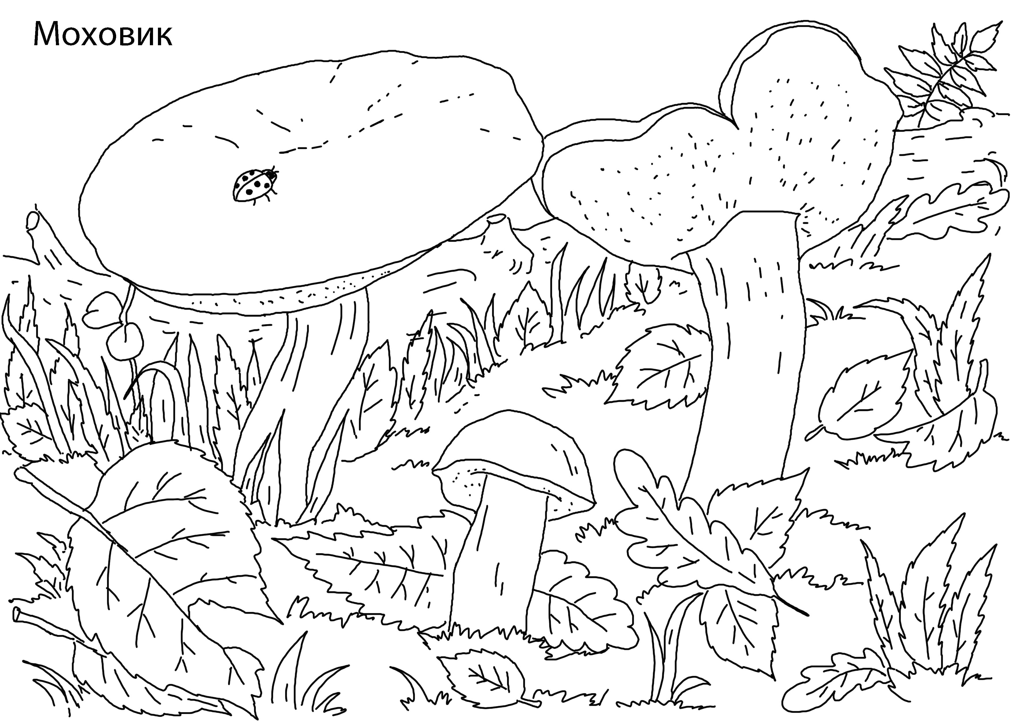 Название: Раскраска моховик. Категория: гриб. Теги: гриб.