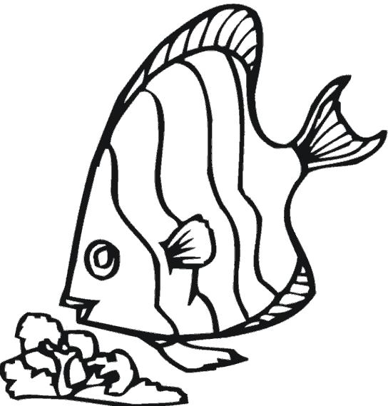Название: Раскраска Рыба - ангел. Категория: рыба. Теги: рыба.