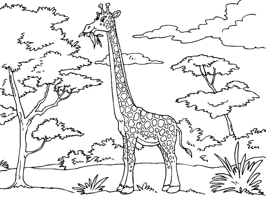 Название: Раскраска Жираф в дикой природе . Категория: Дикие животные. Теги: жираф.