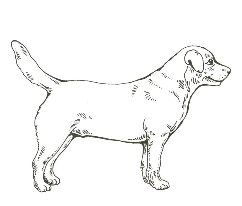 Раскраска Собака . Домашние животные