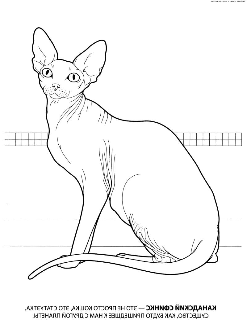 Раскраска рисунок домашней кошки, сфинкс, лысая кошка, голая кошка, Сфинкс кошка... кошка
