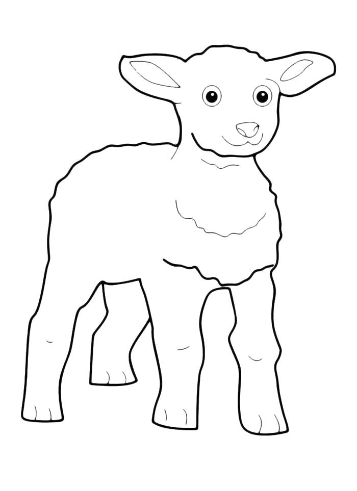 Название: Раскраска Раскраска Ягненок. Категория: Овца. Теги: Овца.