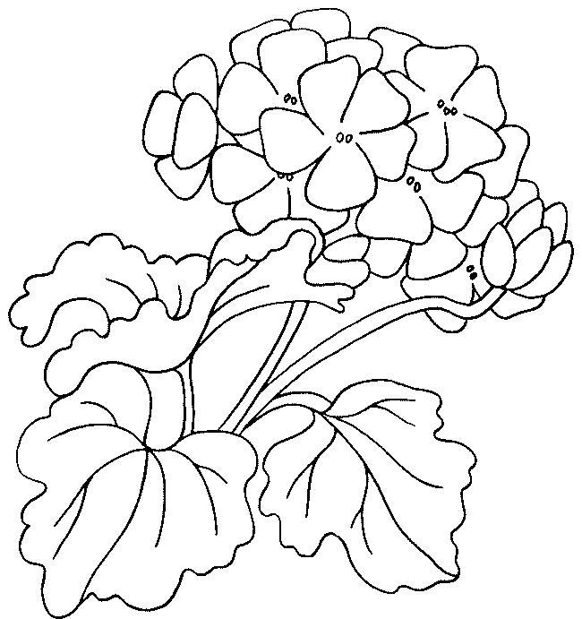 Раскраска Раскраска цветок Герань. Цветы