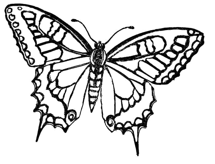 Название: Раскраска бабочка. Категория: Насекомые. Теги: Бабочки.