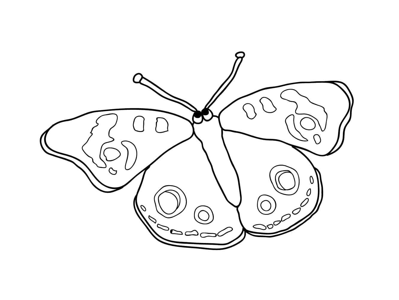 Раскраска бабочка с узорами. Бабочки