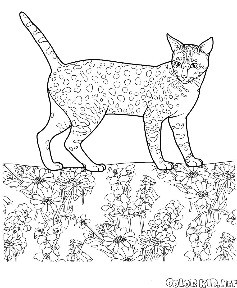 Раскраска Египетская мау. Скачать кошка.  Распечатать кошка