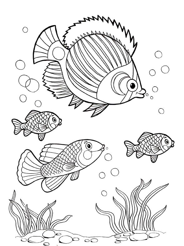 Раскраска морские рыбы и водоросли. Скачать Рыбы.  Распечатать Морские животные