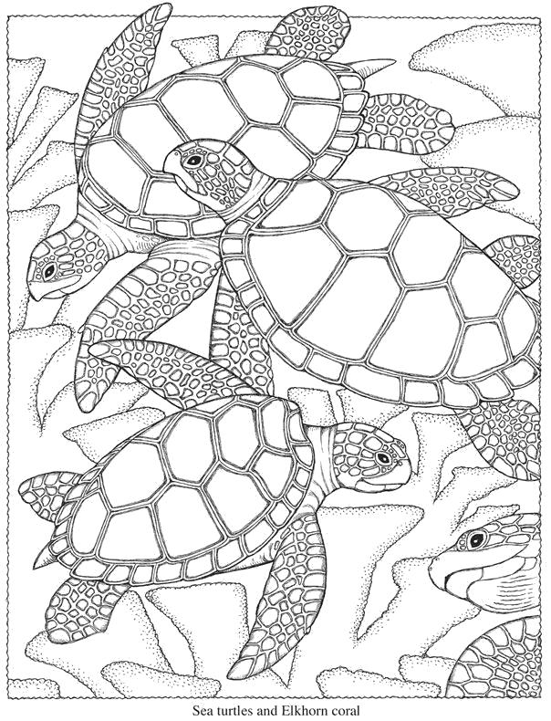 Раскраска Морская черепаха антистресс. 