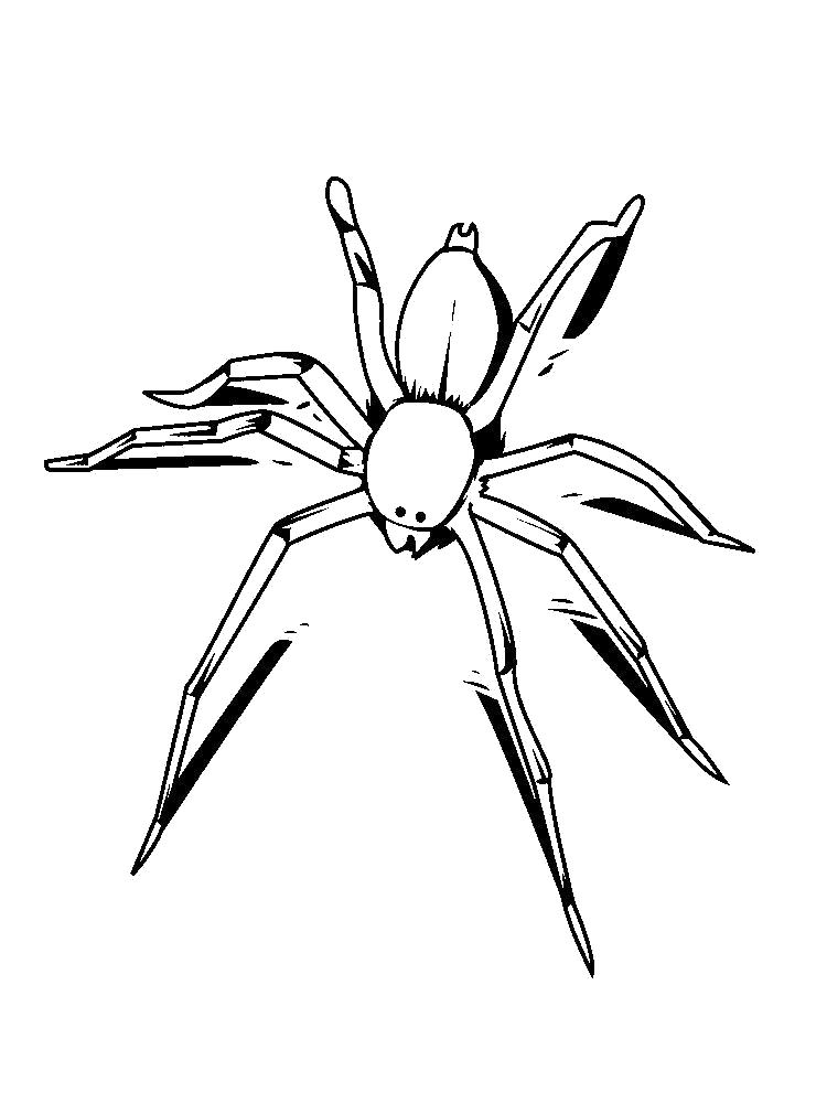 Название: Раскраска Раскраска паук. Категория: Паук. Теги: Паук.