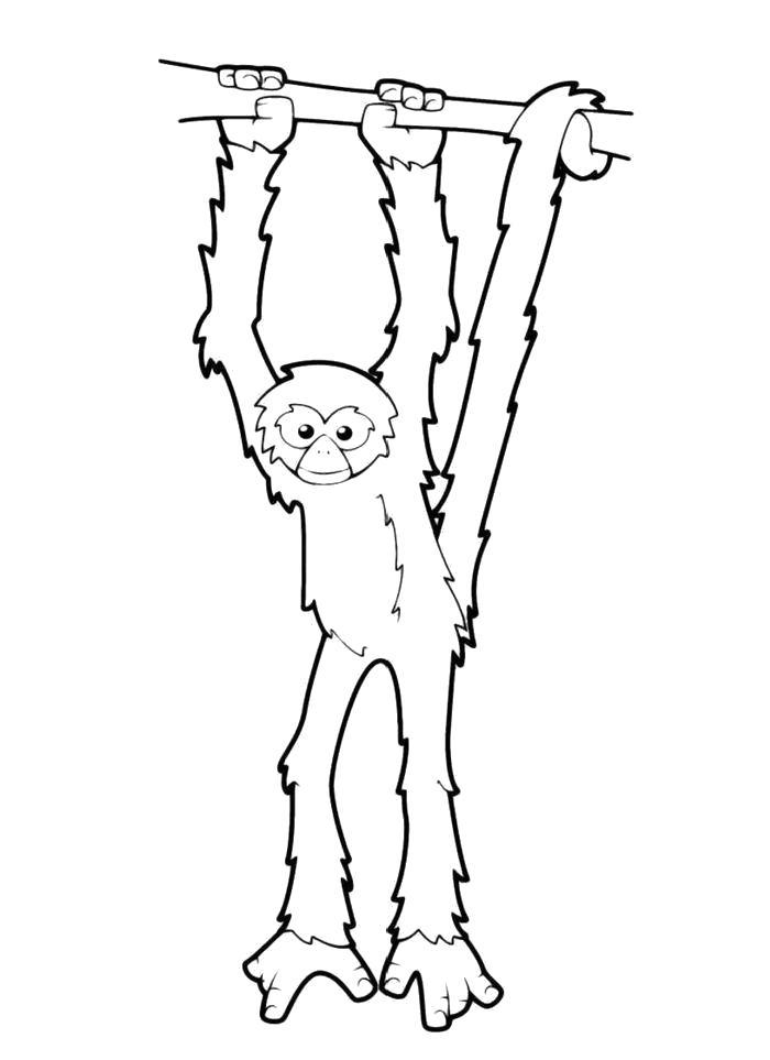 Название: Раскраска Раскраска Обезьяна висит на ветке. Категория: обезьяна. Теги: обезьяна.