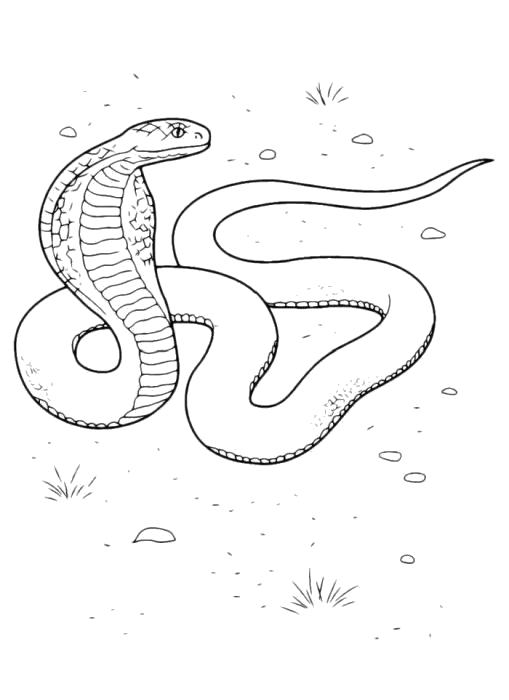 Раскраска Раскраска змея для детей. Кобра