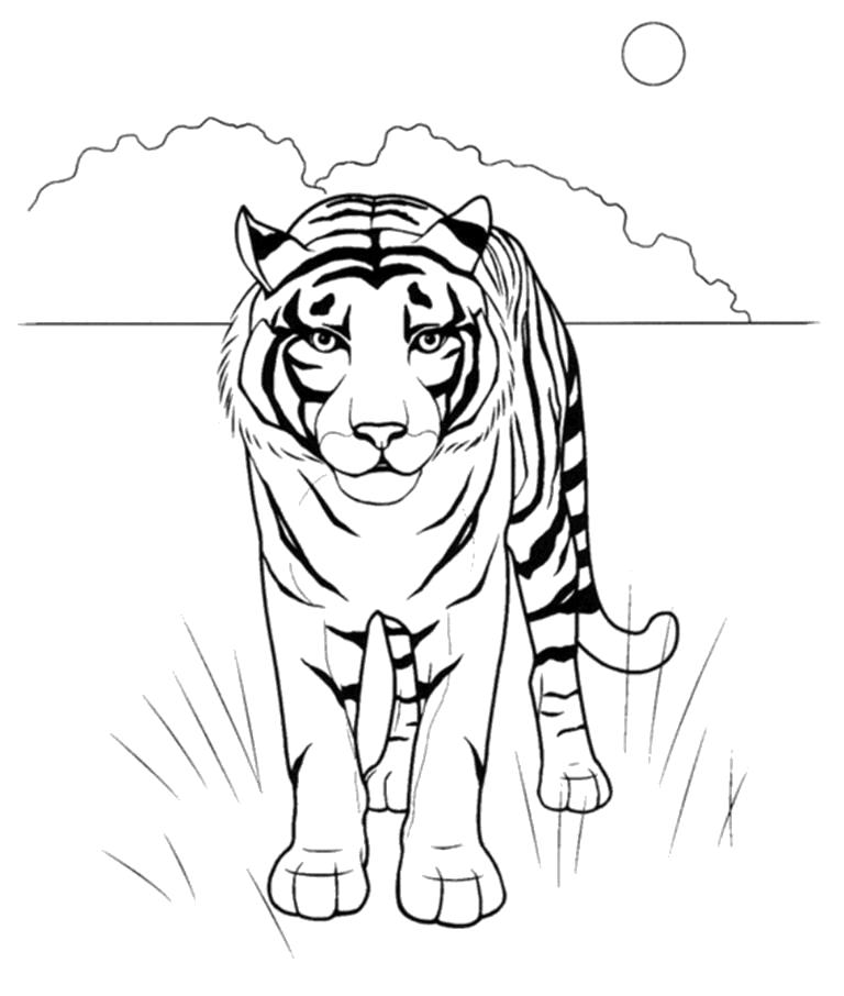 Название: Раскраска гордая тегрица. Категория: Дикие животные. Теги: Тигр.