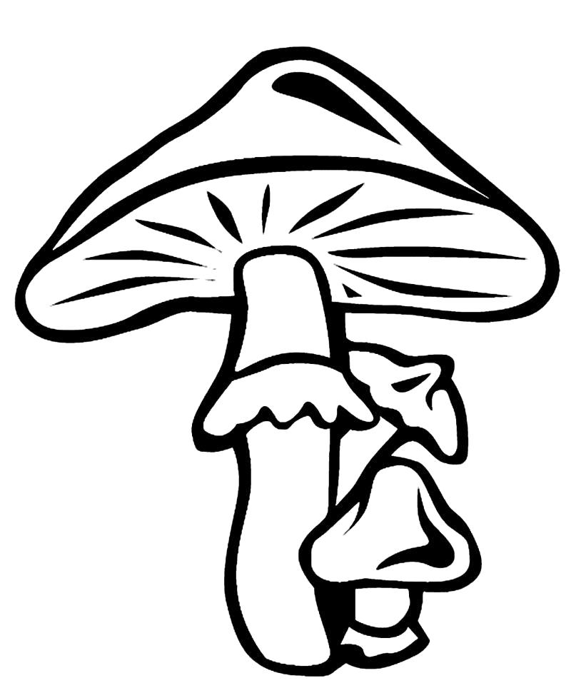 Название: Раскраска гриб. Категория: гриб. Теги: гриб.