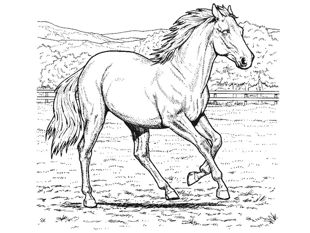 Раскраска Лошади . Домашние животные