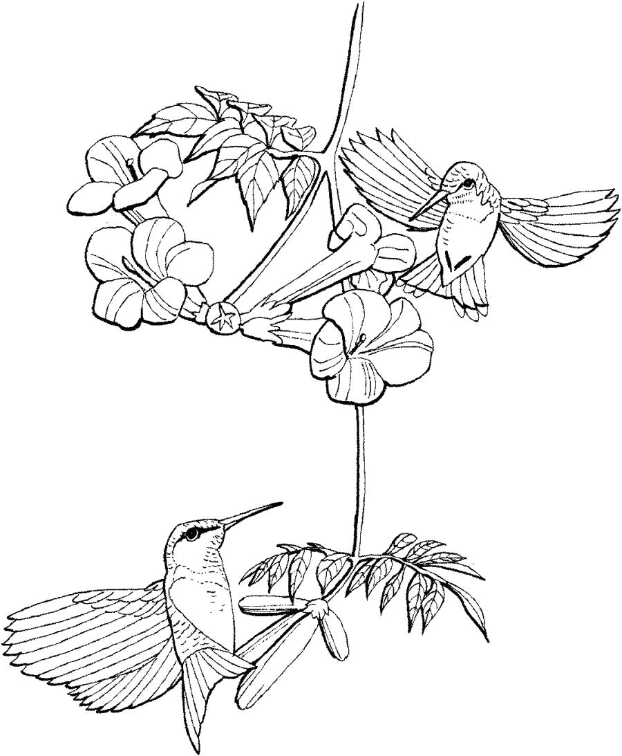 Раскраска Две птички колибри . Скачать колибри.  Распечатать колибри