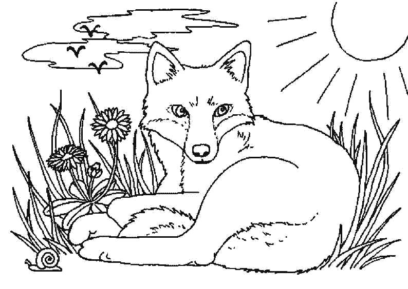 Раскраски лисицы и лисы: Анимированные картинки и гифки