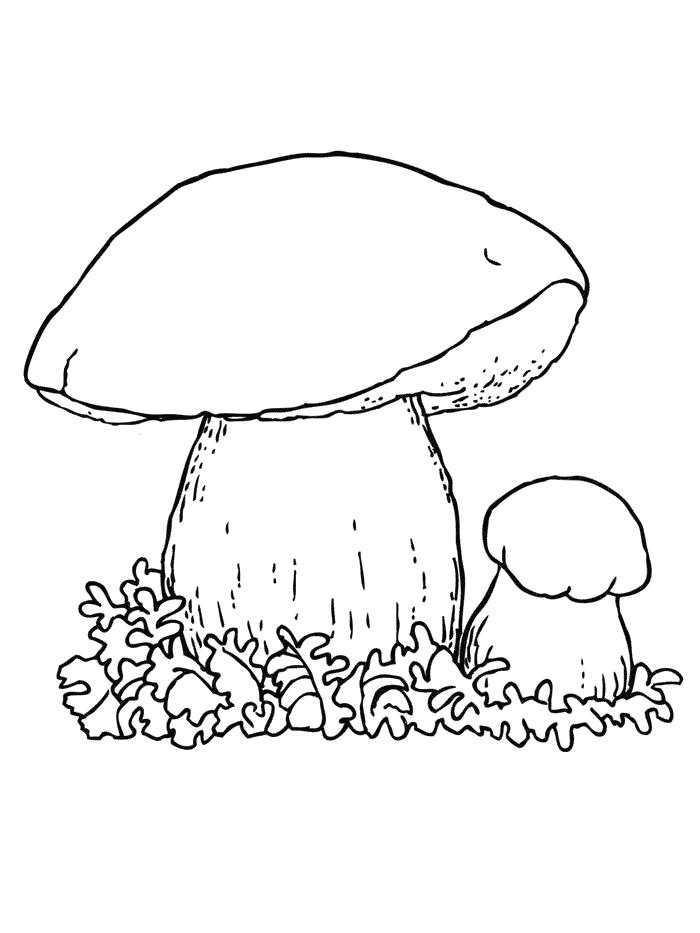Раскраска Белый гриб Раскраски Раскраски грибы. растения