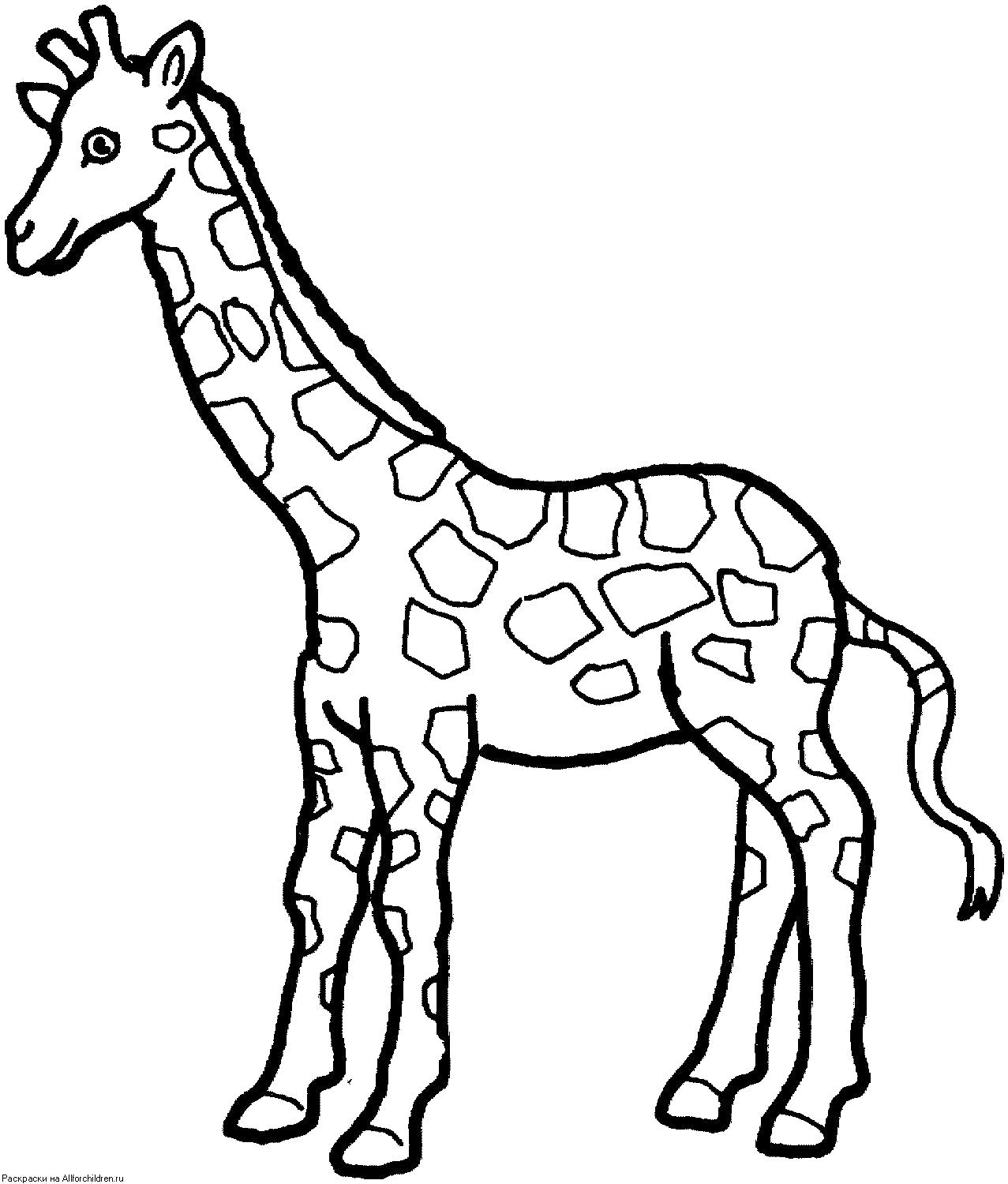 Название: Раскраска Раскраски маленький жирафик. Категория: Дикие животные. Теги: жираф.