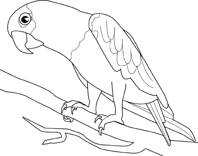 Название: Раскраска Попугай на веточке. Категория: попугай. Теги: попугай.