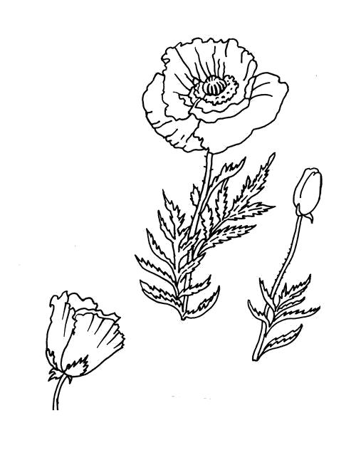 Раскраска Раскраска Бутон и цветок. Цветы