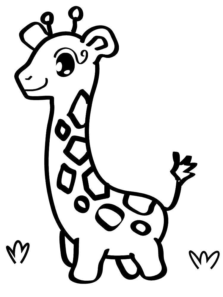 Раскраска Прогулка жирафа. 