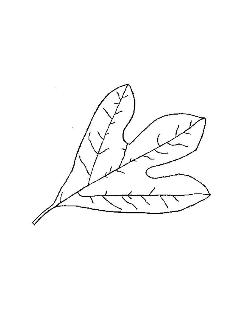 Название: Раскраска Раскраска листья деревьев. Категория: растения. Теги: лист.