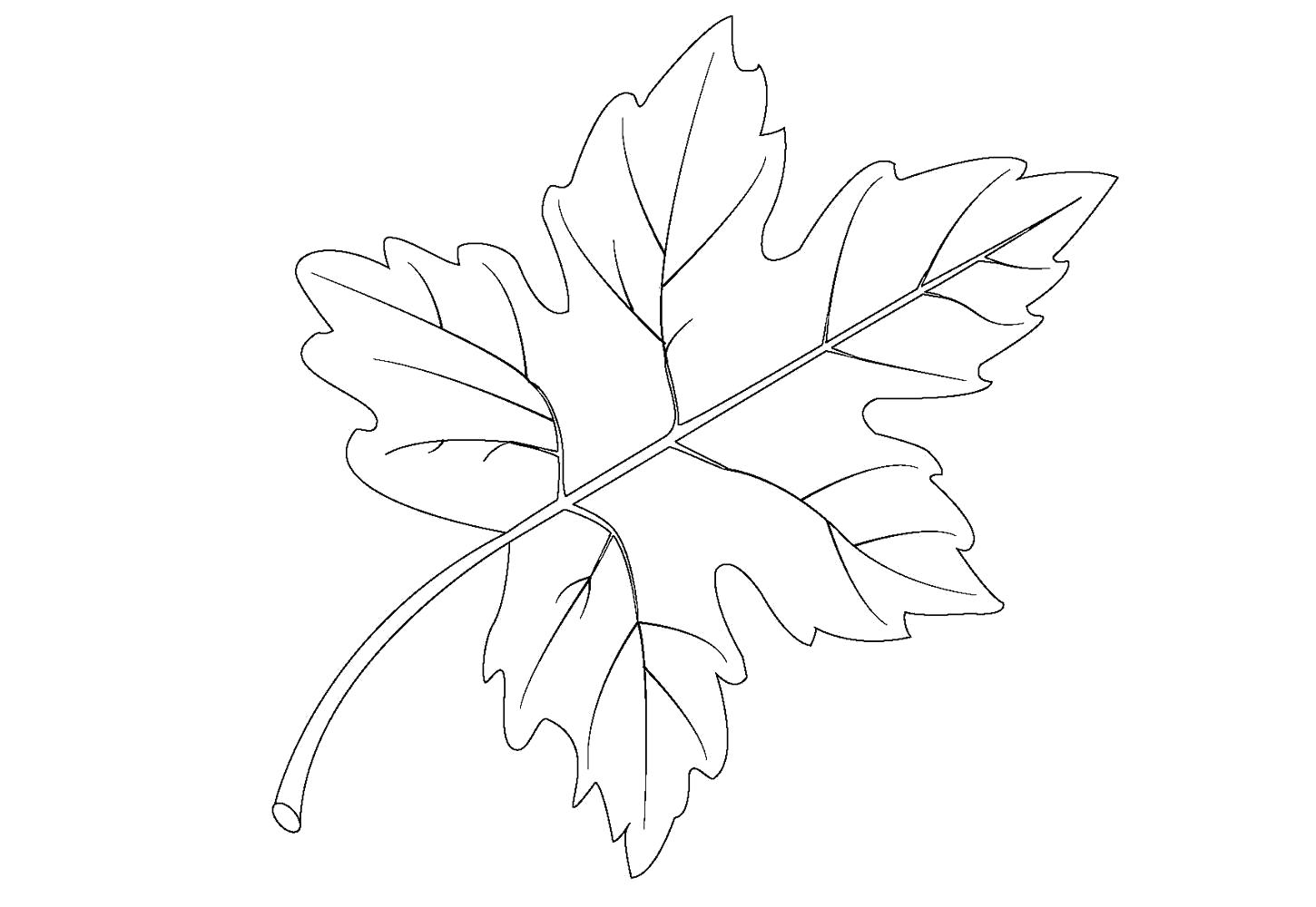 Название: Раскраска Раскраска Кленовый лист. Категория: растения. Теги: лист.