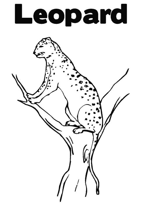 Название: Раскраска Маленький лео, лепард сидит на дереве. Категория: леопард. Теги: леопард.
