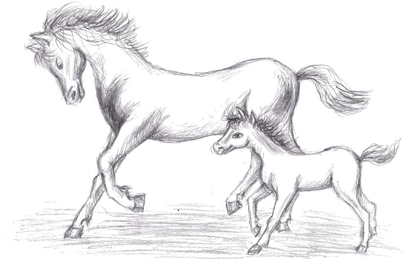 Название: Раскраска Лошадь и жеребёнок. Категория: Домашние животные. Теги: Лошадь.