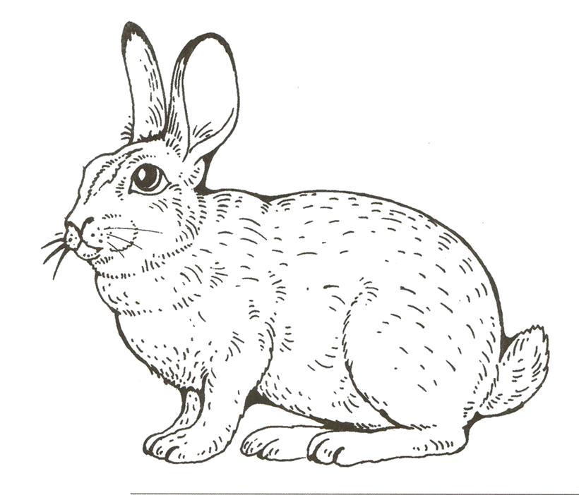 Название: Раскраска Кролик. Категория: Домашние животные. Теги: Заяц.