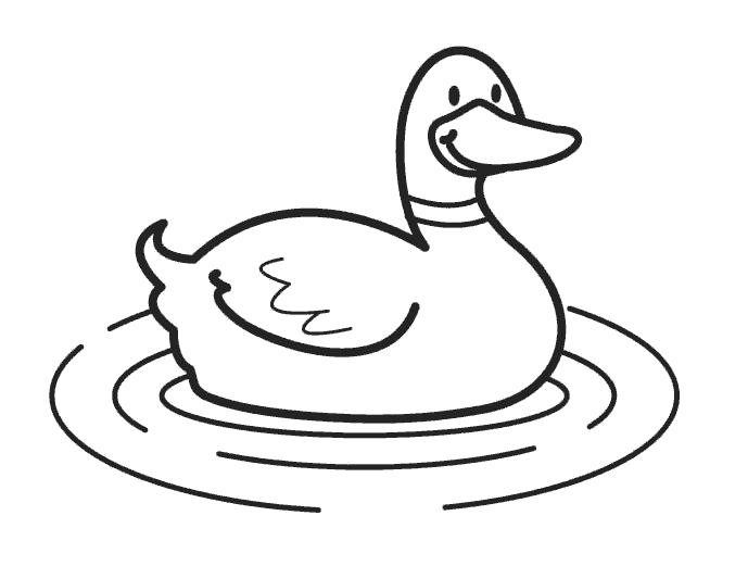 Название: Раскраска Плавающая утка. Категория: Домашние животные. Теги: Утка.