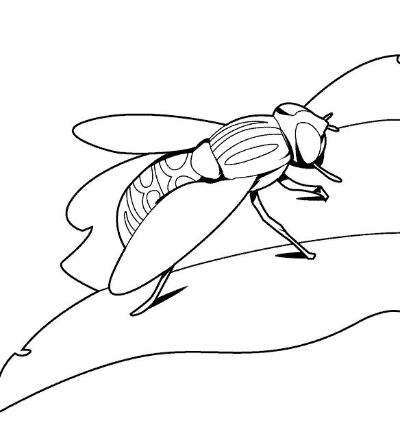 Название: Раскраска муха сидит. Категория: муха. Теги: муха.