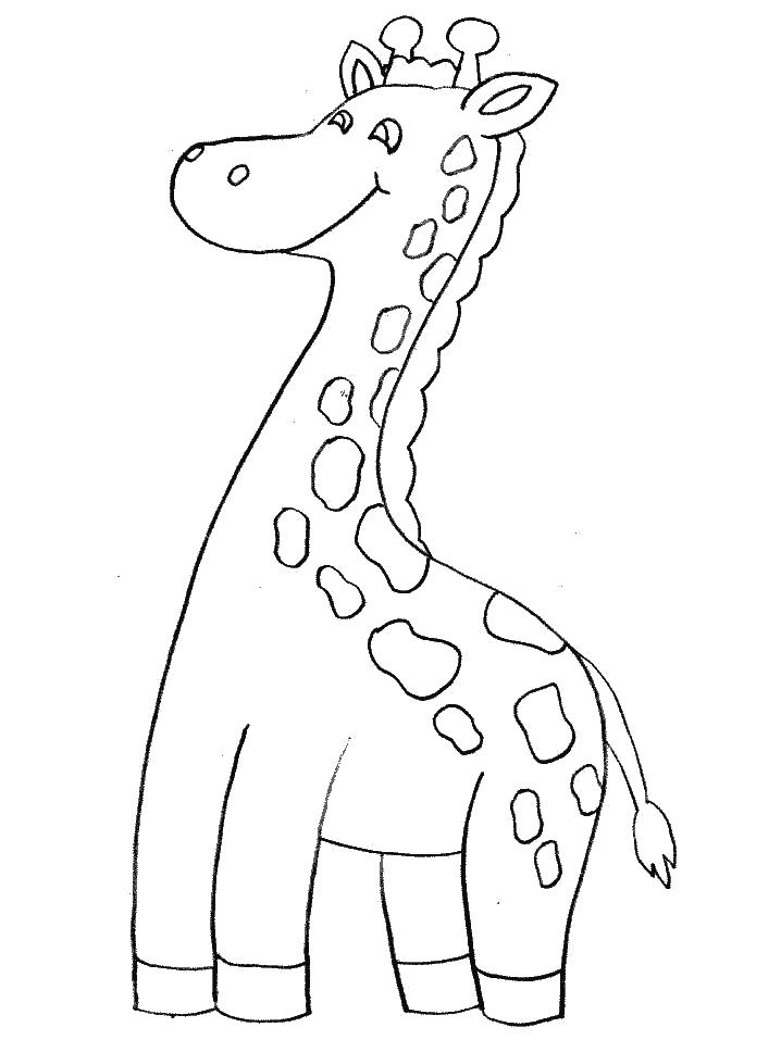 Раскраска  Толстоногий жираф. Скачать жираф.  Распечатать жираф