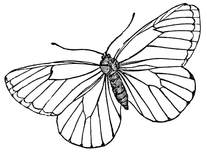 Название: Раскраска простая бабочка. Категория: Насекомые. Теги: Бабочки.