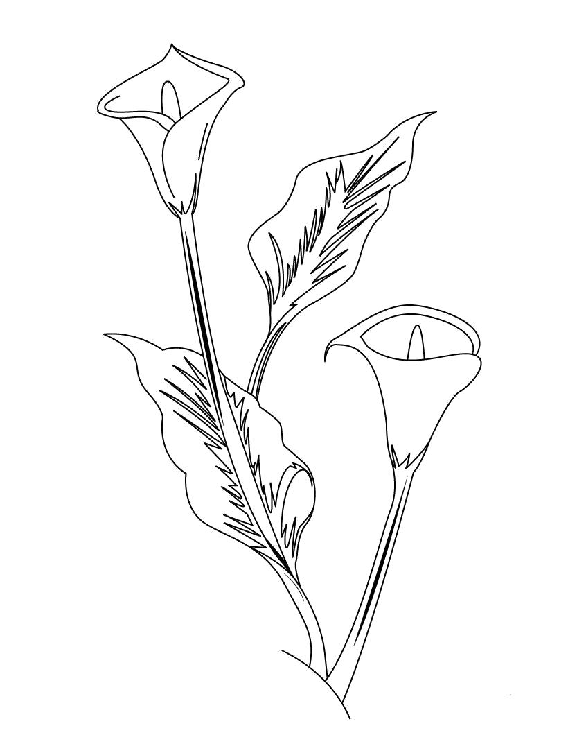 Название: Раскраска Скачать бесплатные раскраски цветы. Категория: растения. Теги: цветы.