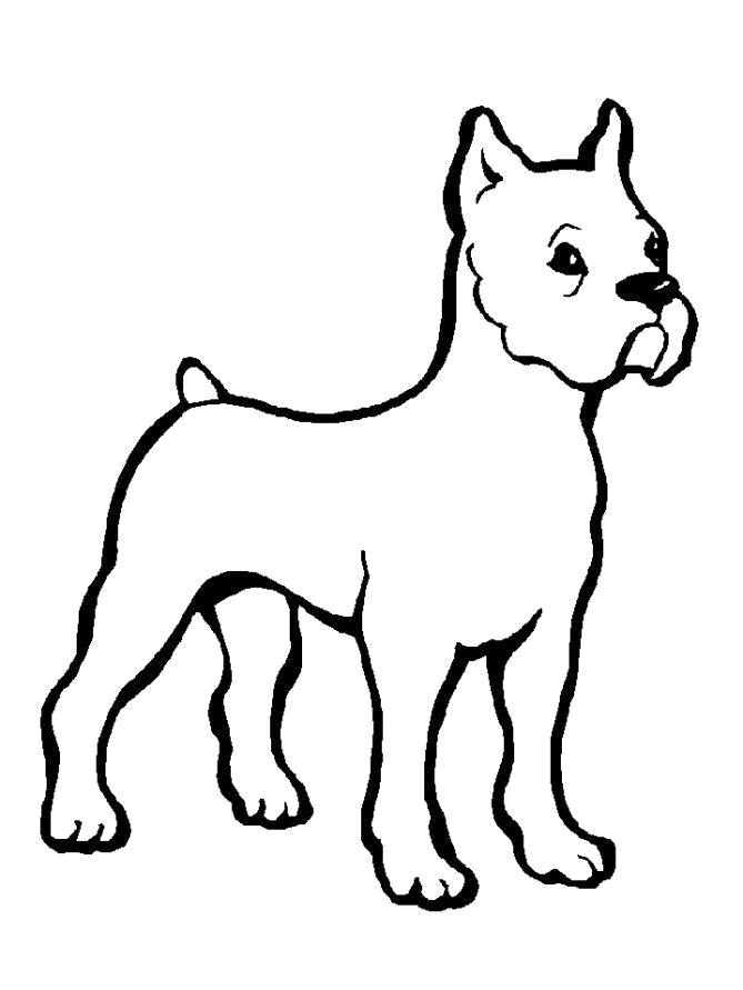 Название: Раскраска Смелый пёс. Категория: Домашние животные. Теги: Щенок, Собака.