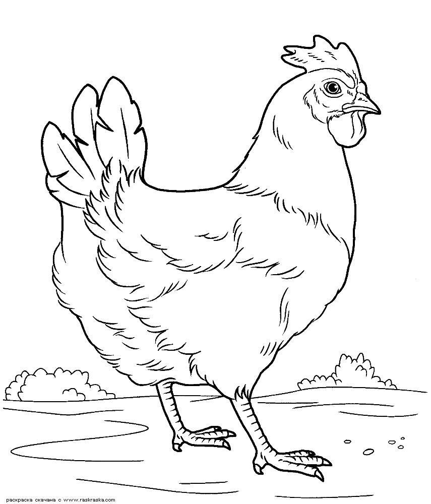 Название: Раскраска раскраска курочка, раскраска курица. Категория: Курица. Теги: Курица.