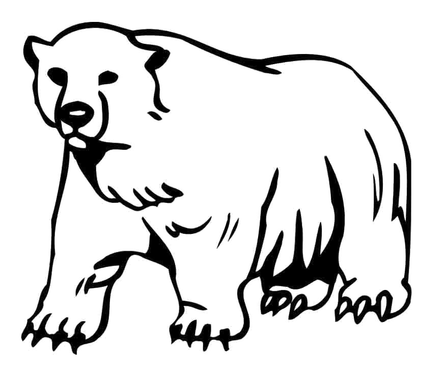 Раскраска Белый медведь. . Скачать медведь.  Распечатать Дикие животные
