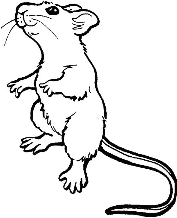 Раскраска раскраска мышка стоит на двух лапках. Дикие животные