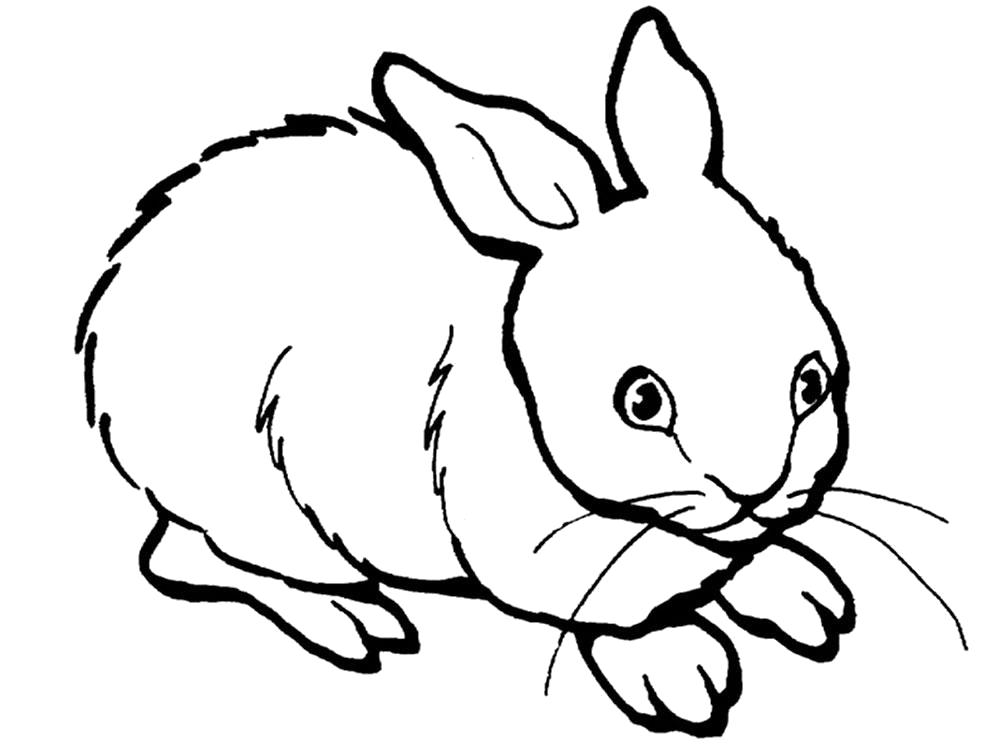 Раскраска  кролик, домашний кролик. Скачать Кролик.  Распечатать Кролик