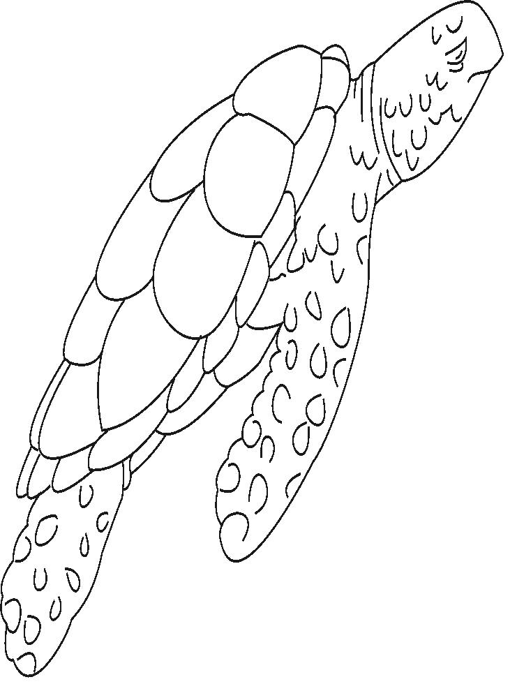 Раскраска Раскраска морская черепаха. Черепаха