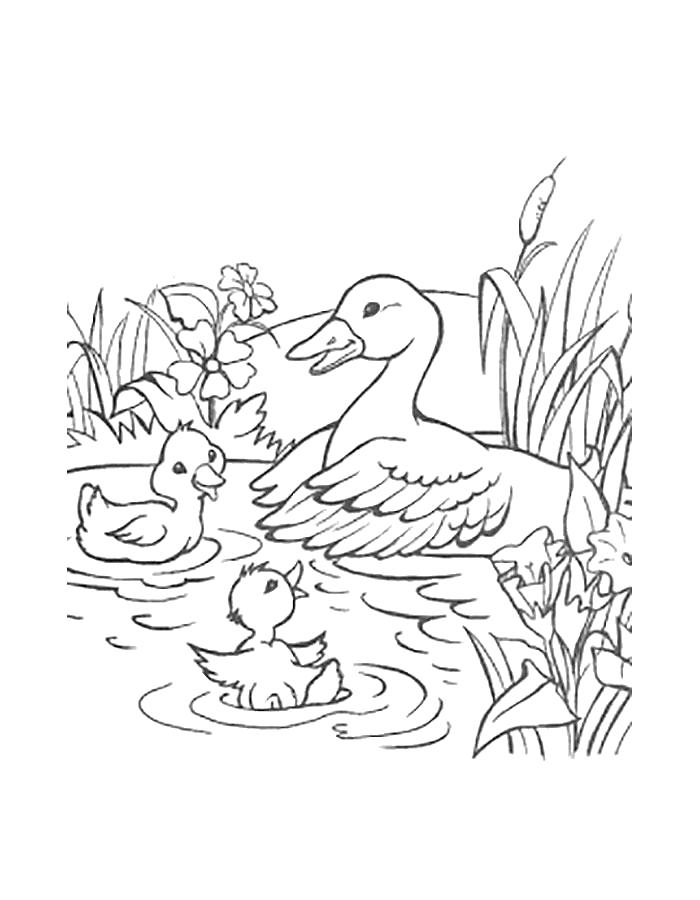 Раскраска Уточки в пруду. Домашние животные
