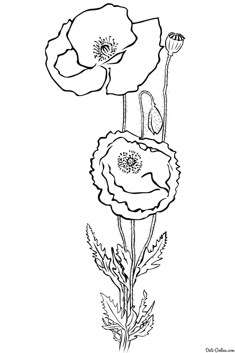 Раскраска Раскраска Мак. цветы
