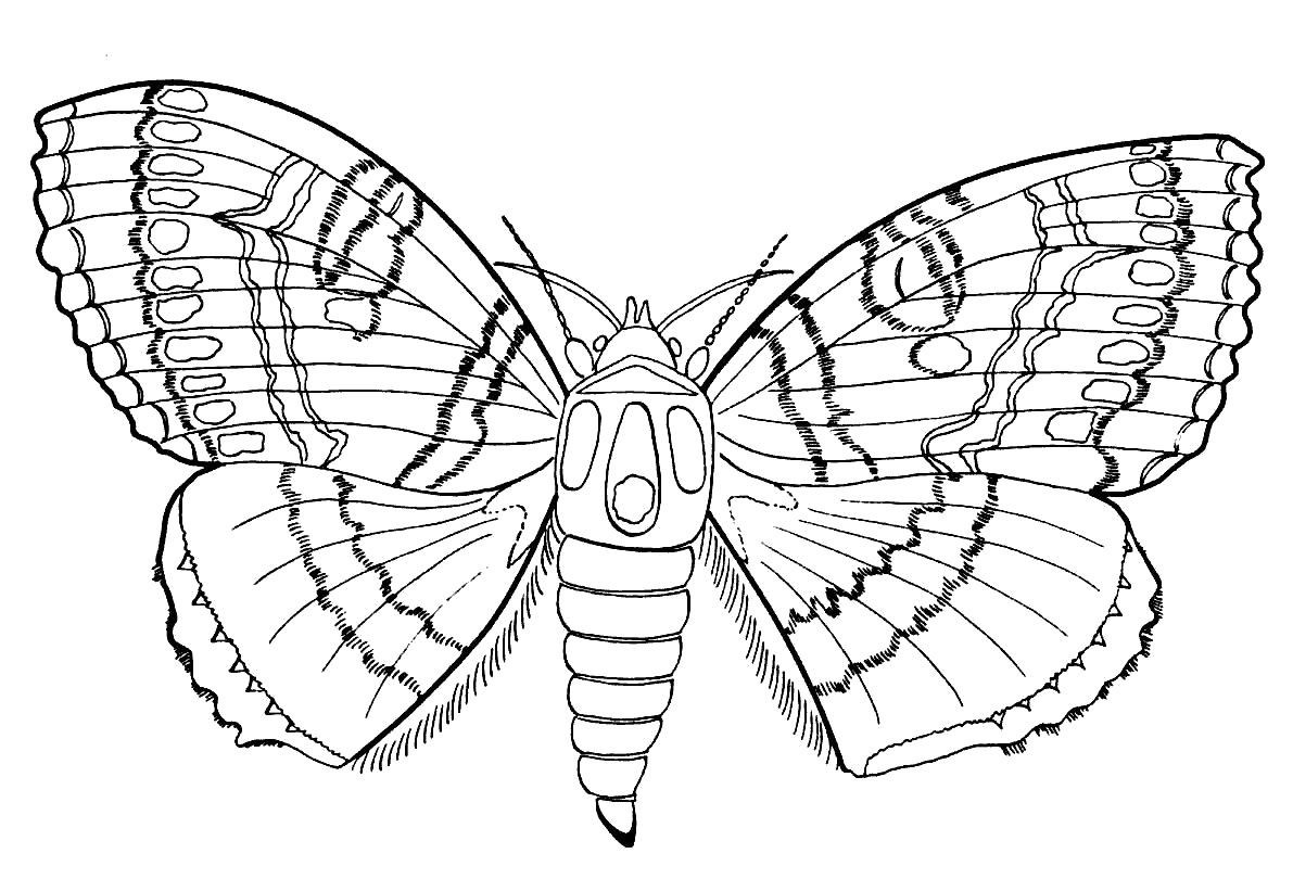 Раскраска Бабочка с красивыми узорами. Скачать Бабочки.  Распечатать Бабочки