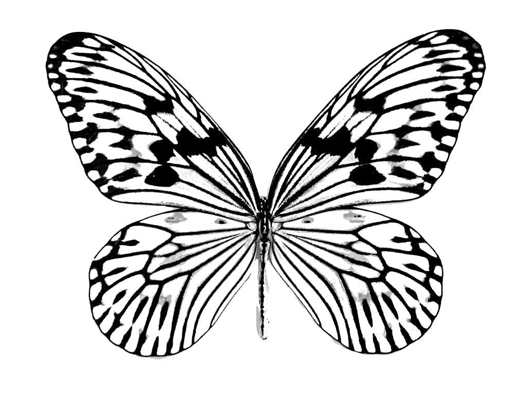 Название: Раскраска Бабочка. Категория: Насекомые. Теги: Бабочки.
