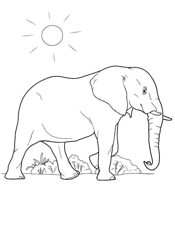 Раскраска слон гуляет под солнцем. слон
