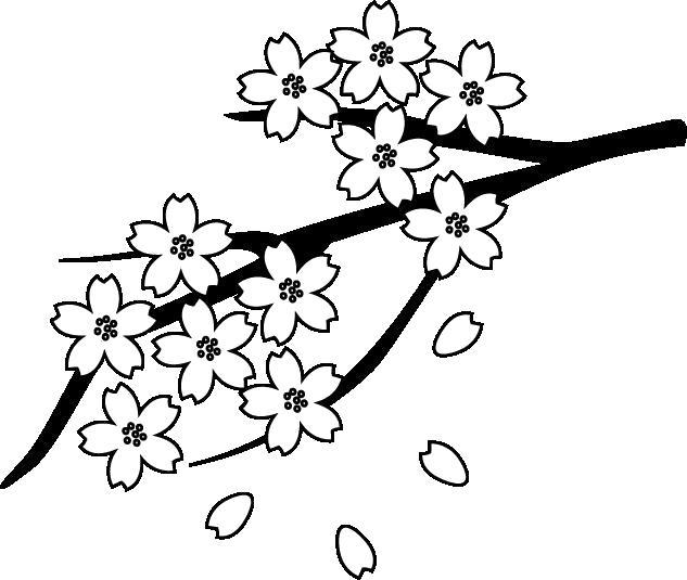 Раскраска Цветы сакуры. 
