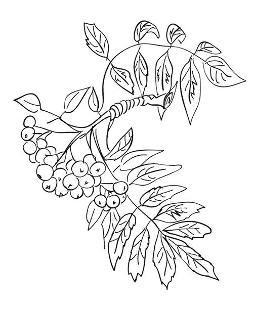 Название: Раскраска Раскраска Облепиховая веточка. Категория: Контуры листьев. Теги: Листья рябины.