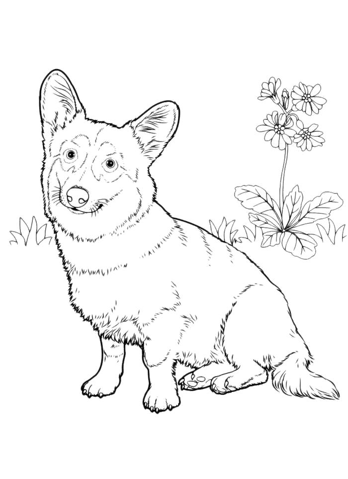 Раскраска  Ушастый щенок. Домашние животные